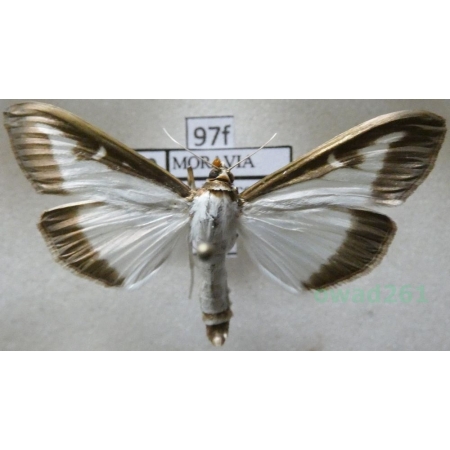 Cydalima perspectalis (Walker, 1859) Ćma bukszpanowa Poland97f